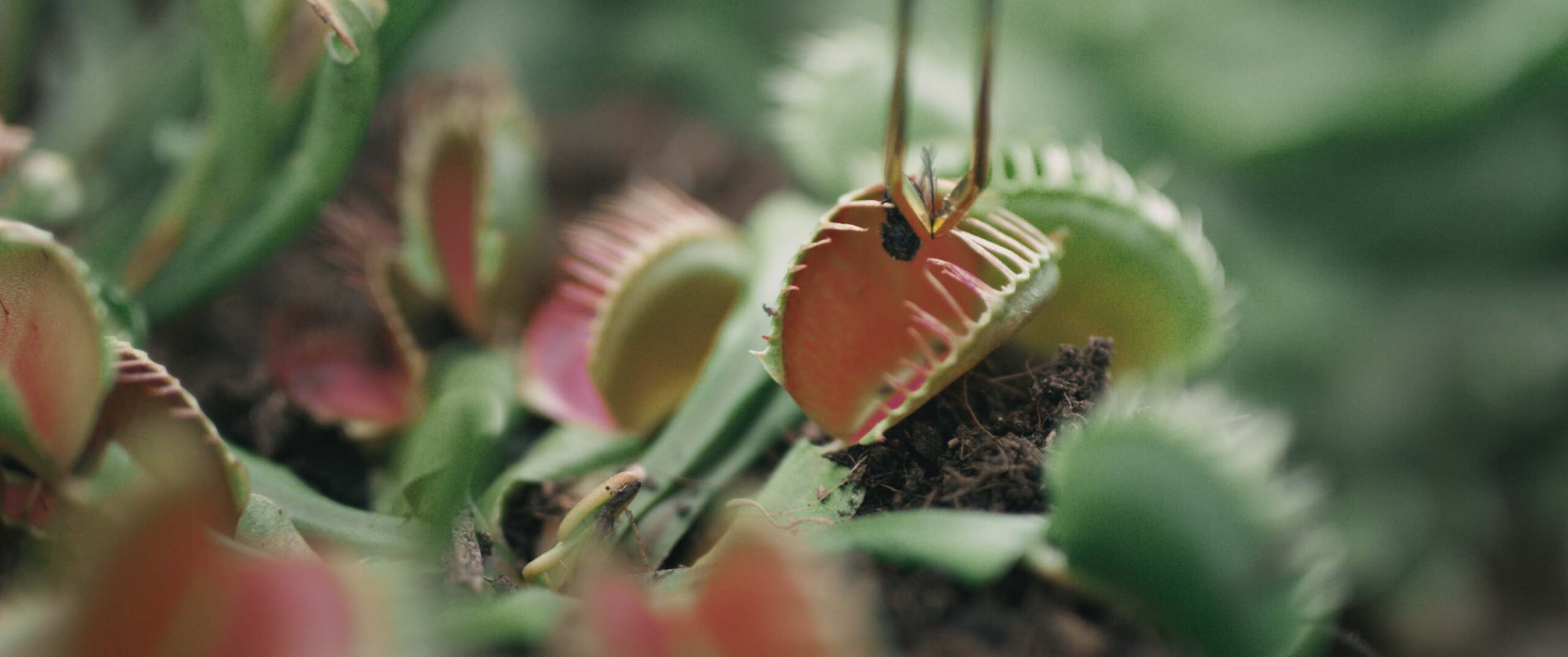 Garden Plot | carnivorous plant being fed